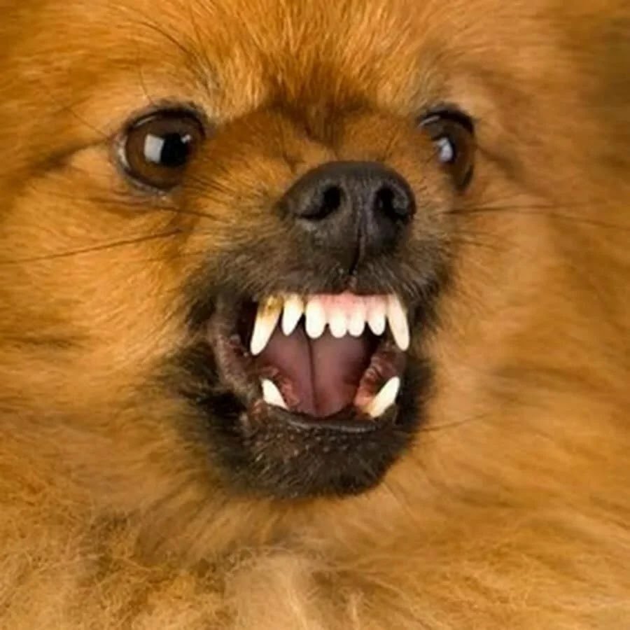 Шпиц маленький белый Медвежонок