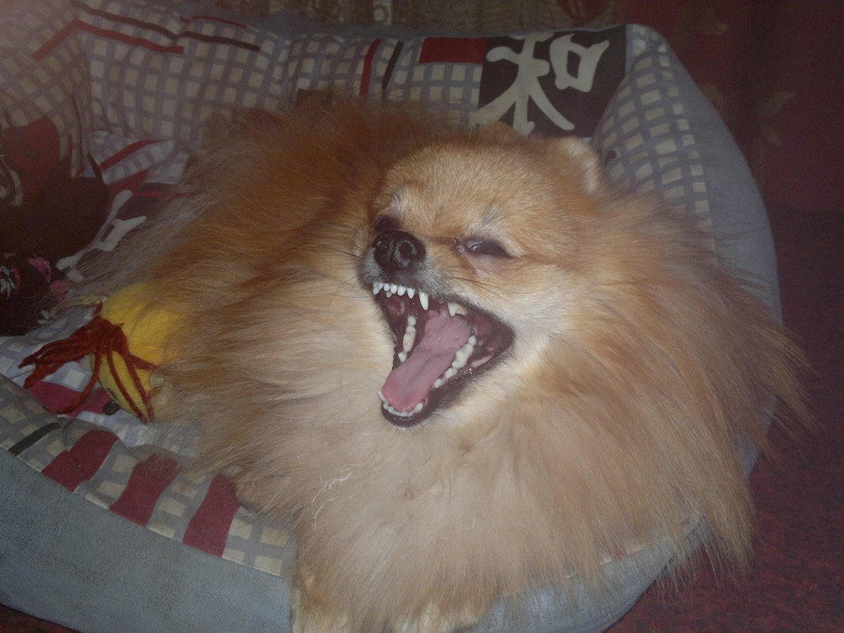 Померанский шпиц бо