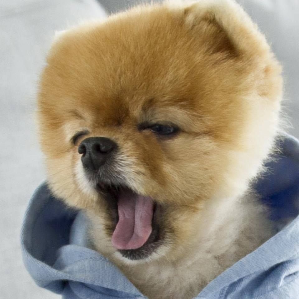 Шпиц альбинос