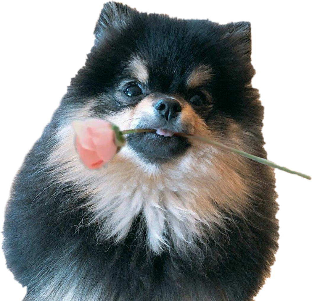 Корейский шпиц снежок