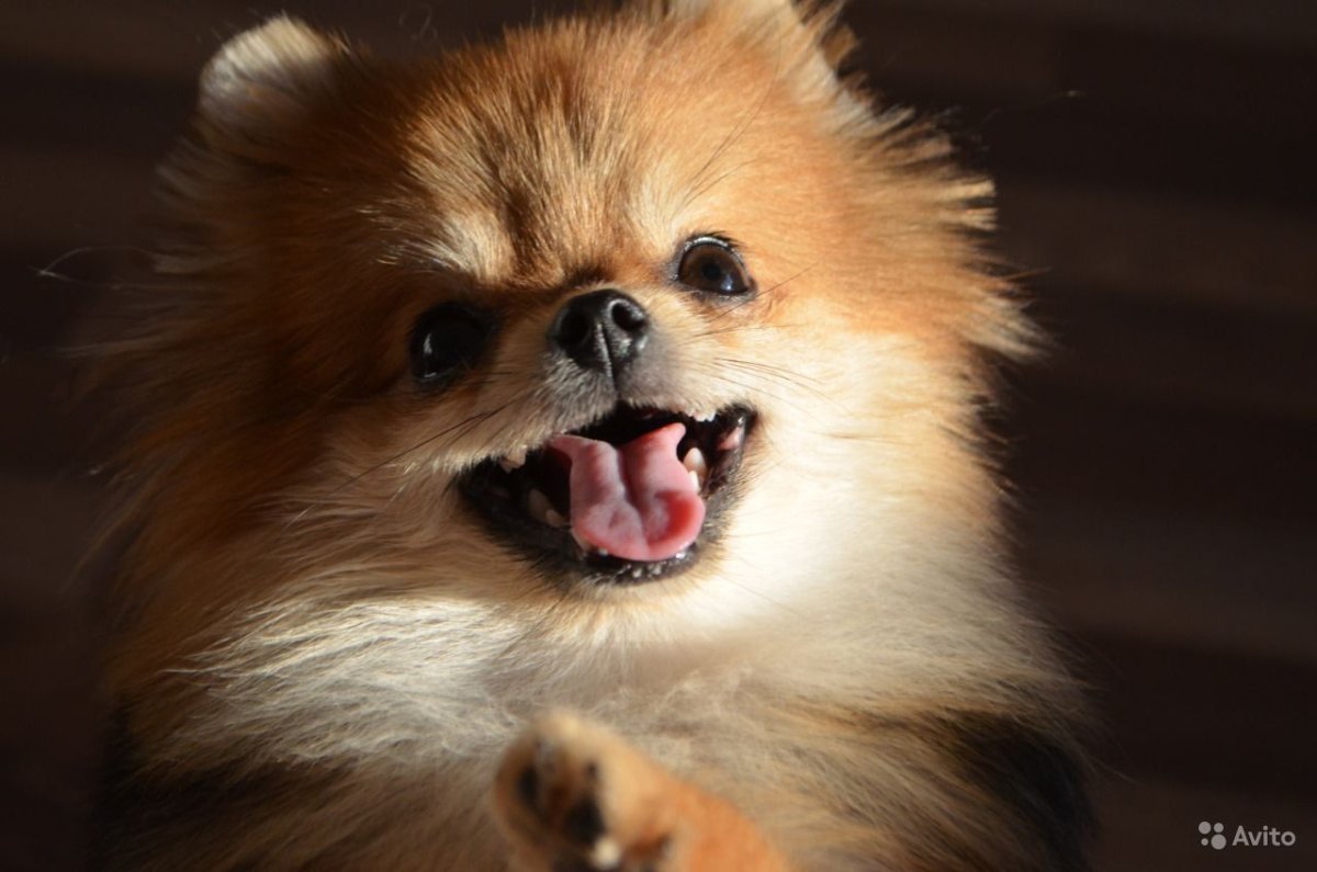 Померанский шпиц Teacup.