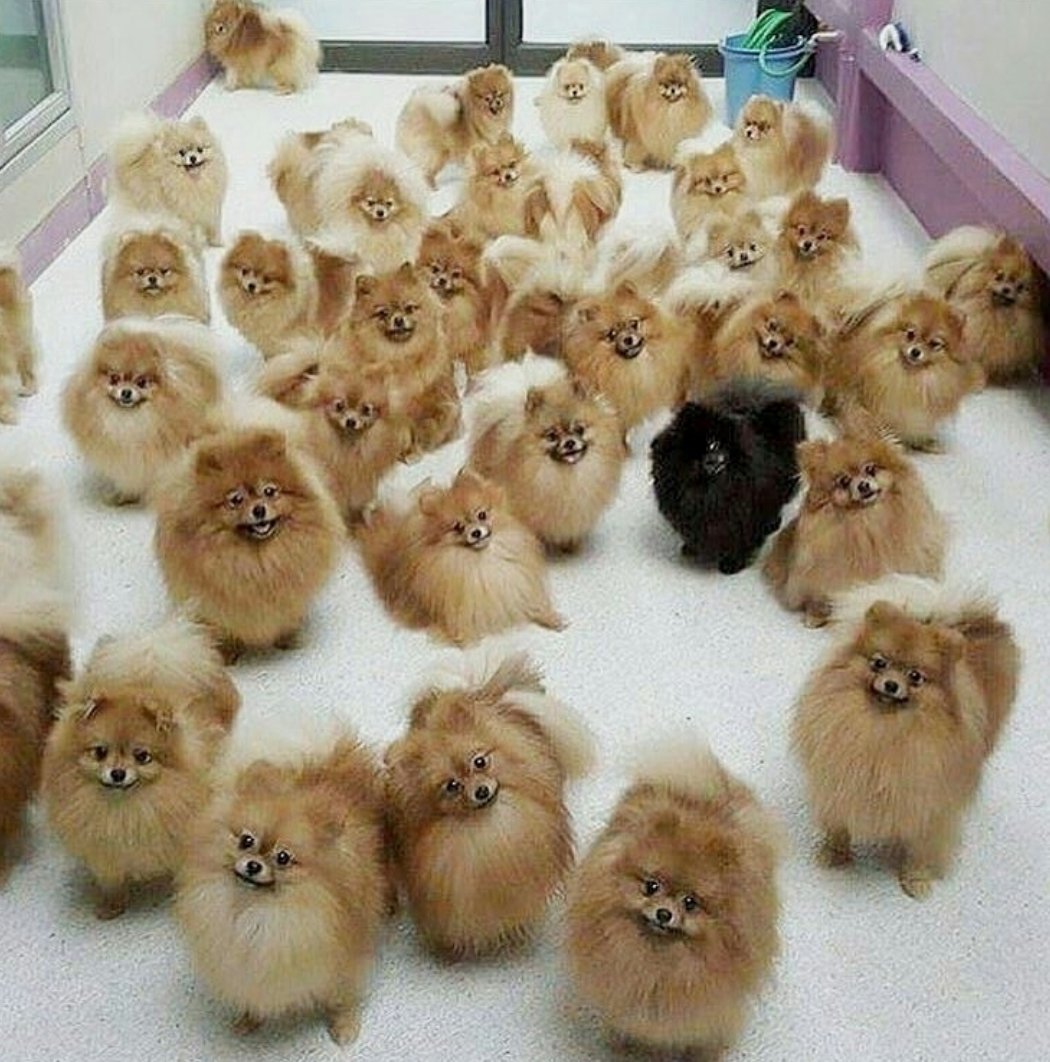 Померанский шпиц семейка