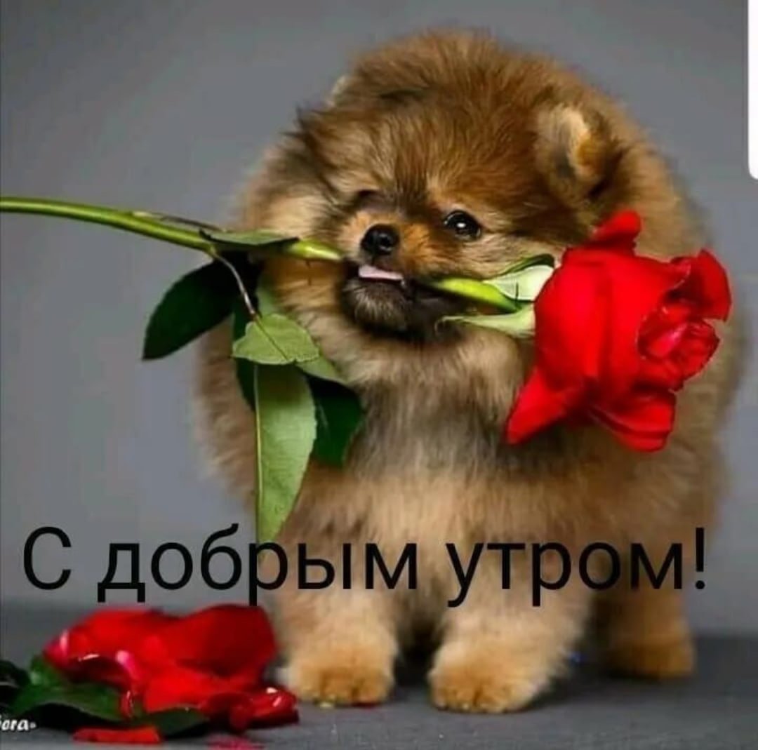 Померанский шпиц покрашенный