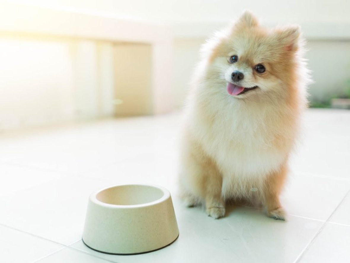 Померанский шпиц Джефф