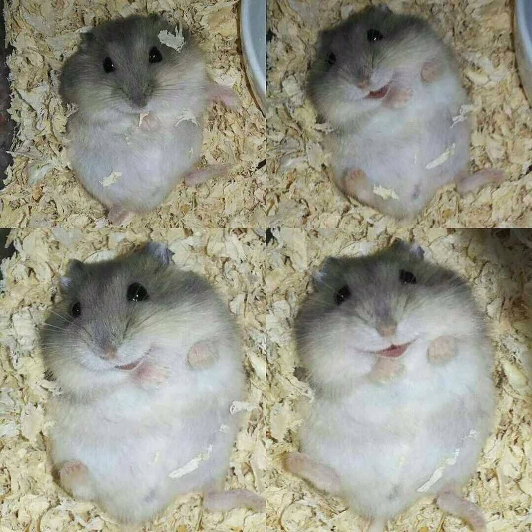 Хомяк джунгарский