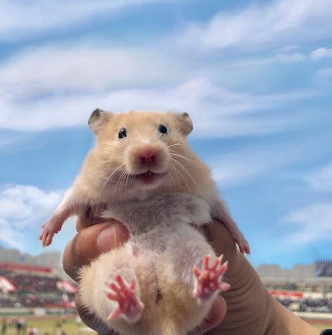 Фото хомяка нагревающий ложку