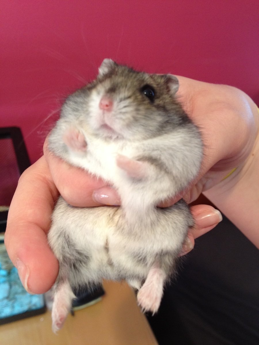 Джунгарский хомячок хомяки