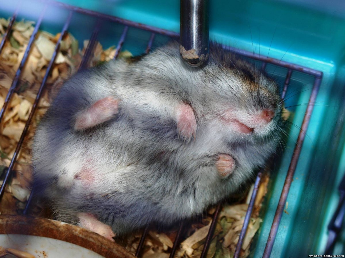 Мёртвый джкнгарский хомяк