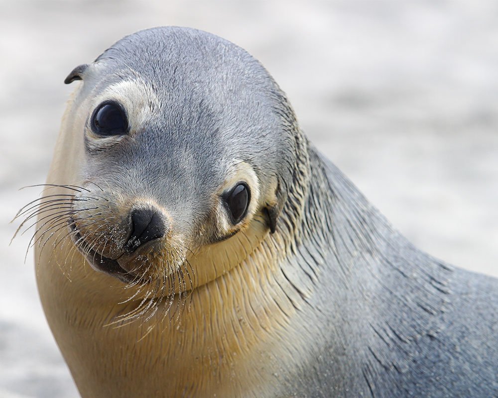 Ушастые тюлени и настоящие