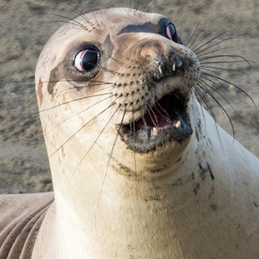 Плачущий тюлень