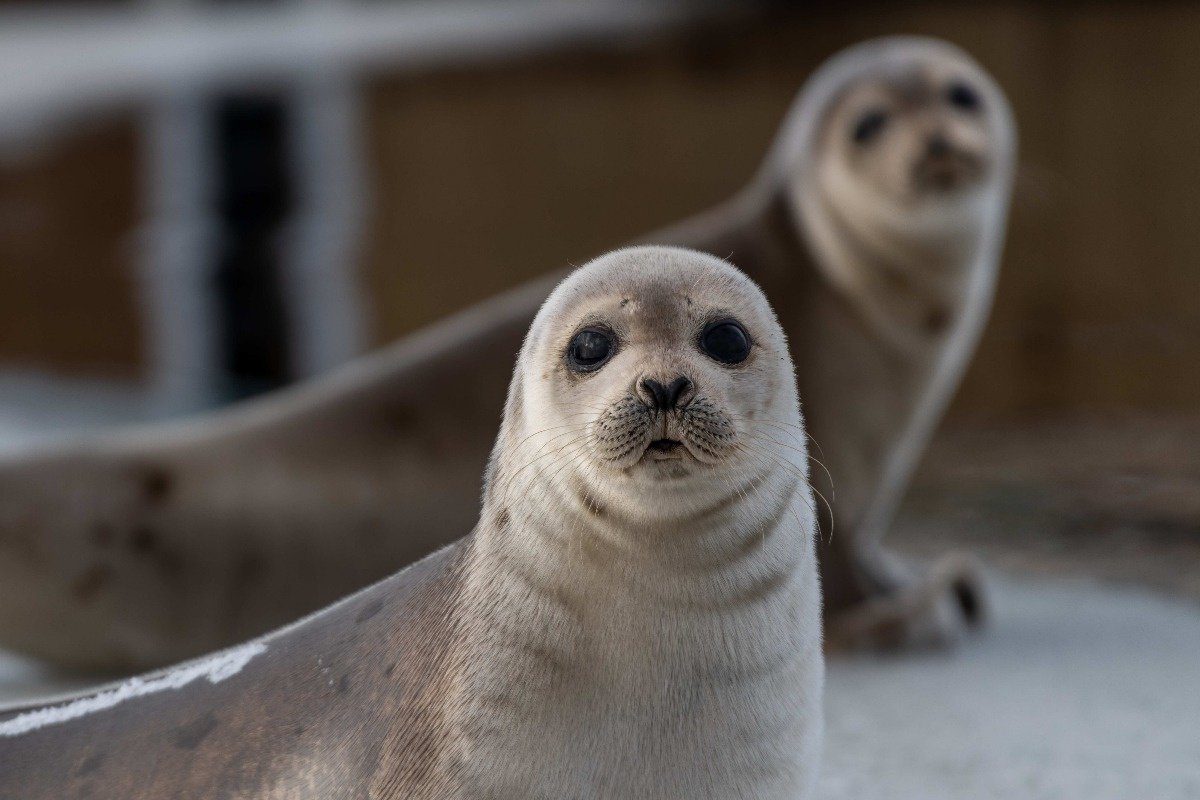 Обыкновенный тюлень (phoca vitulina)