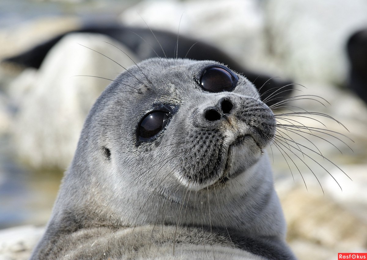Ластоногие ушастые тюлени