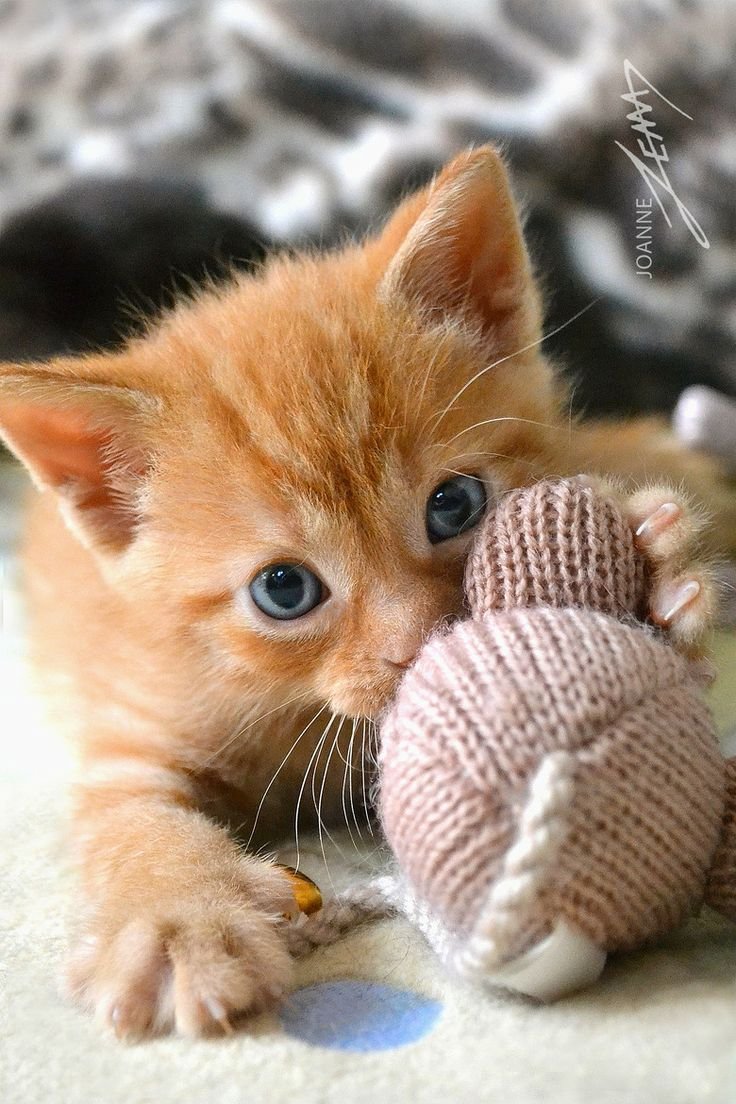 Милый рыжий котик