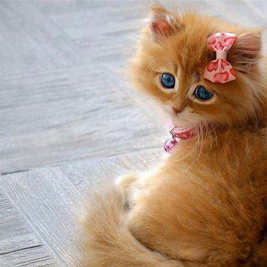 Котенок с бантом