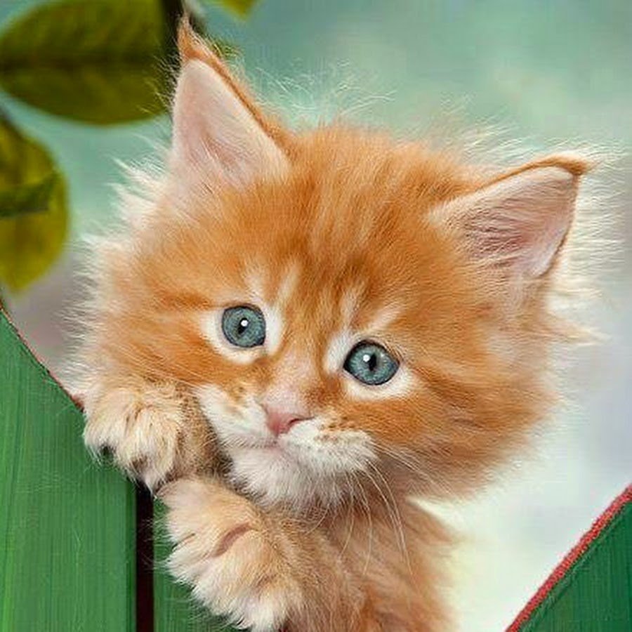 Доброе утро рыжий котенок