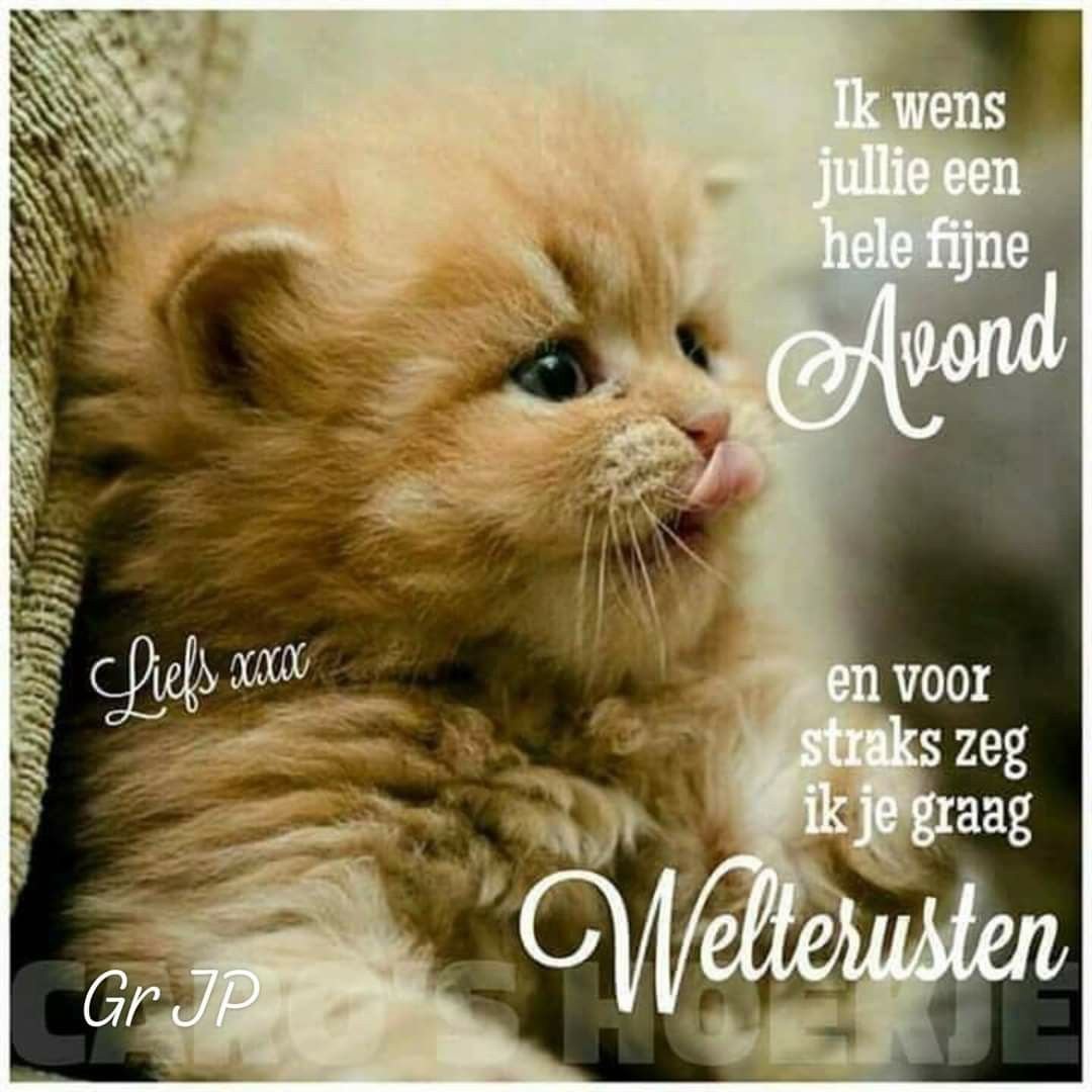 Пушистые котята