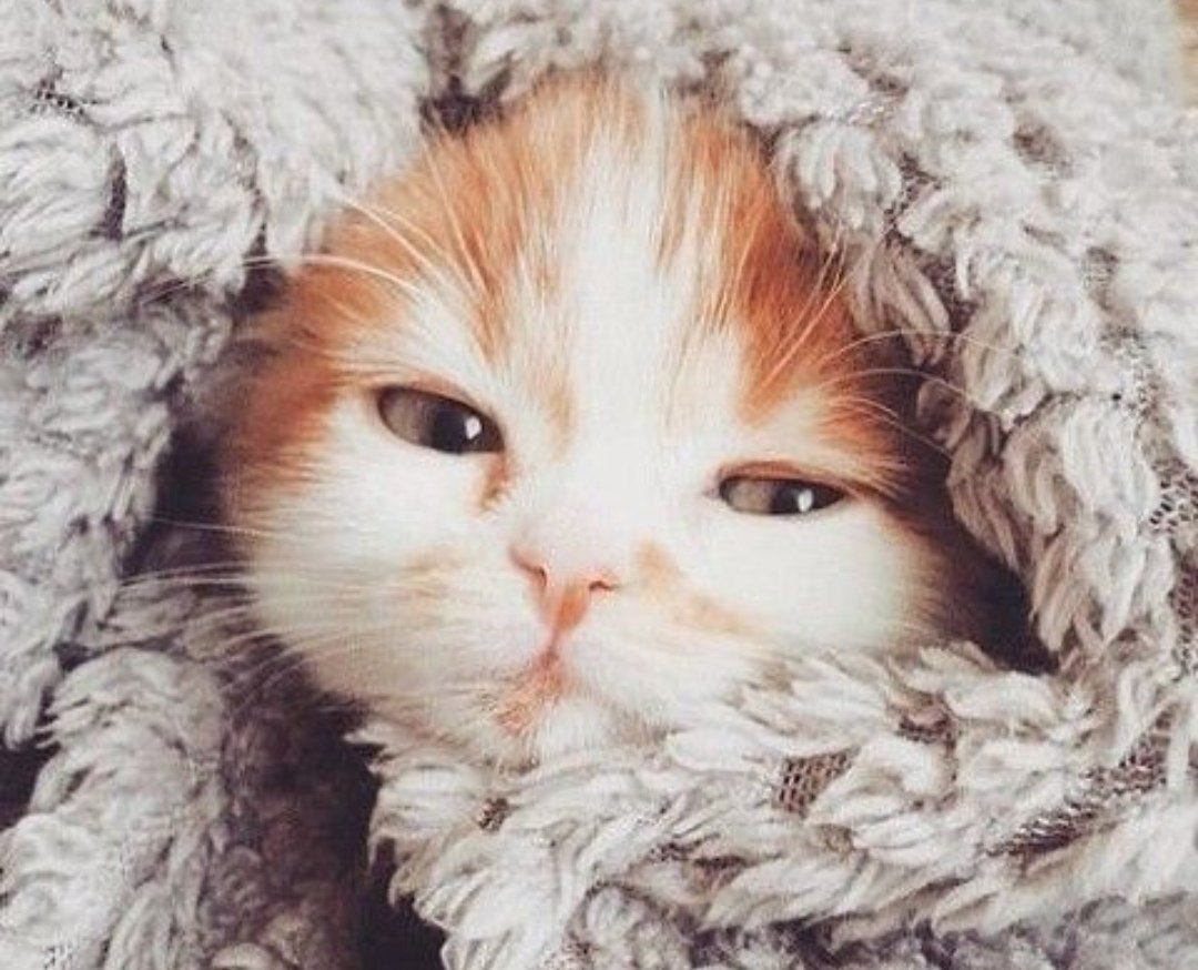 Рыжий котенок в одеяле