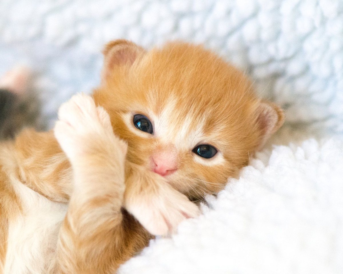 Милый рыжий котенок