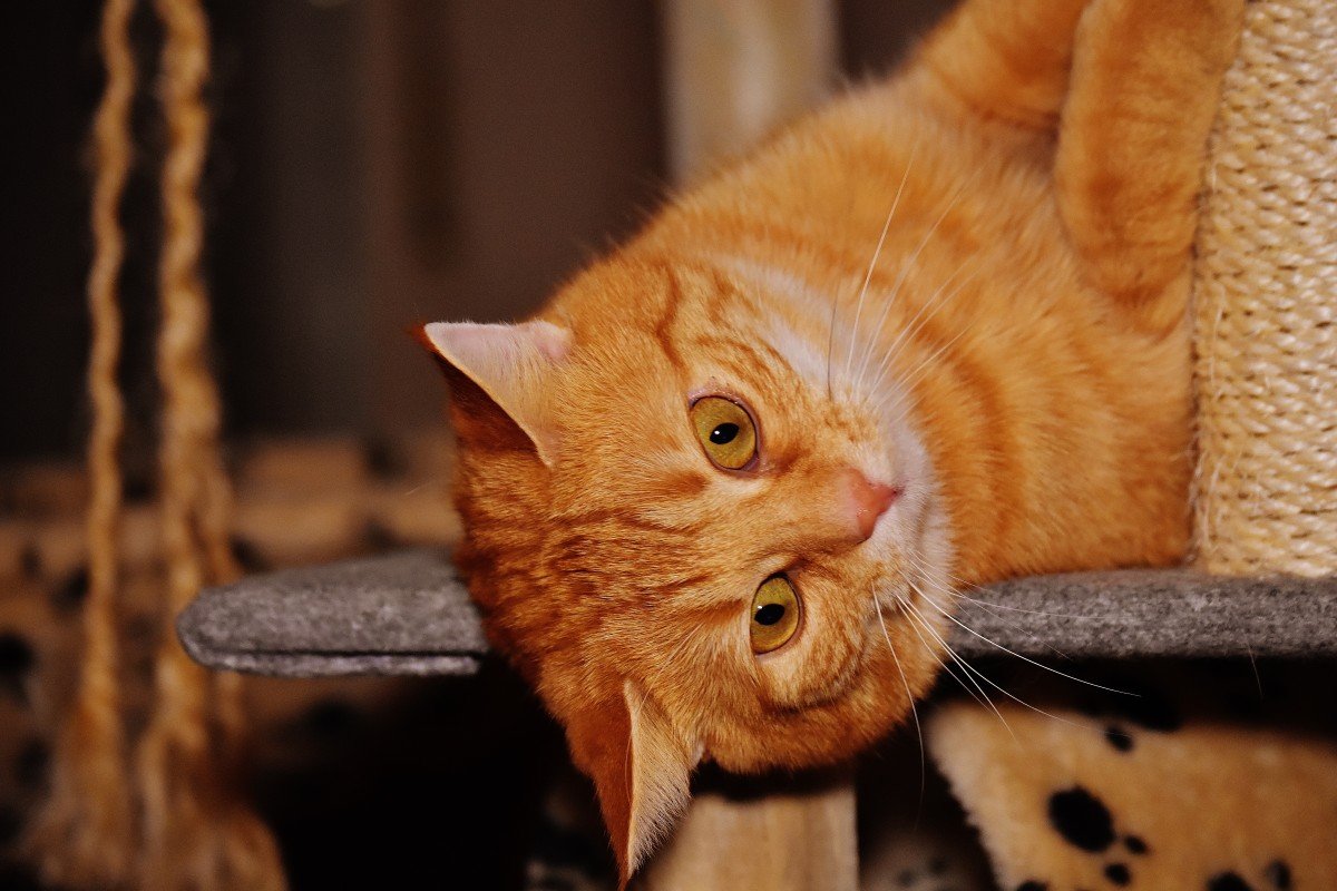 Рыжий кот в крапинку