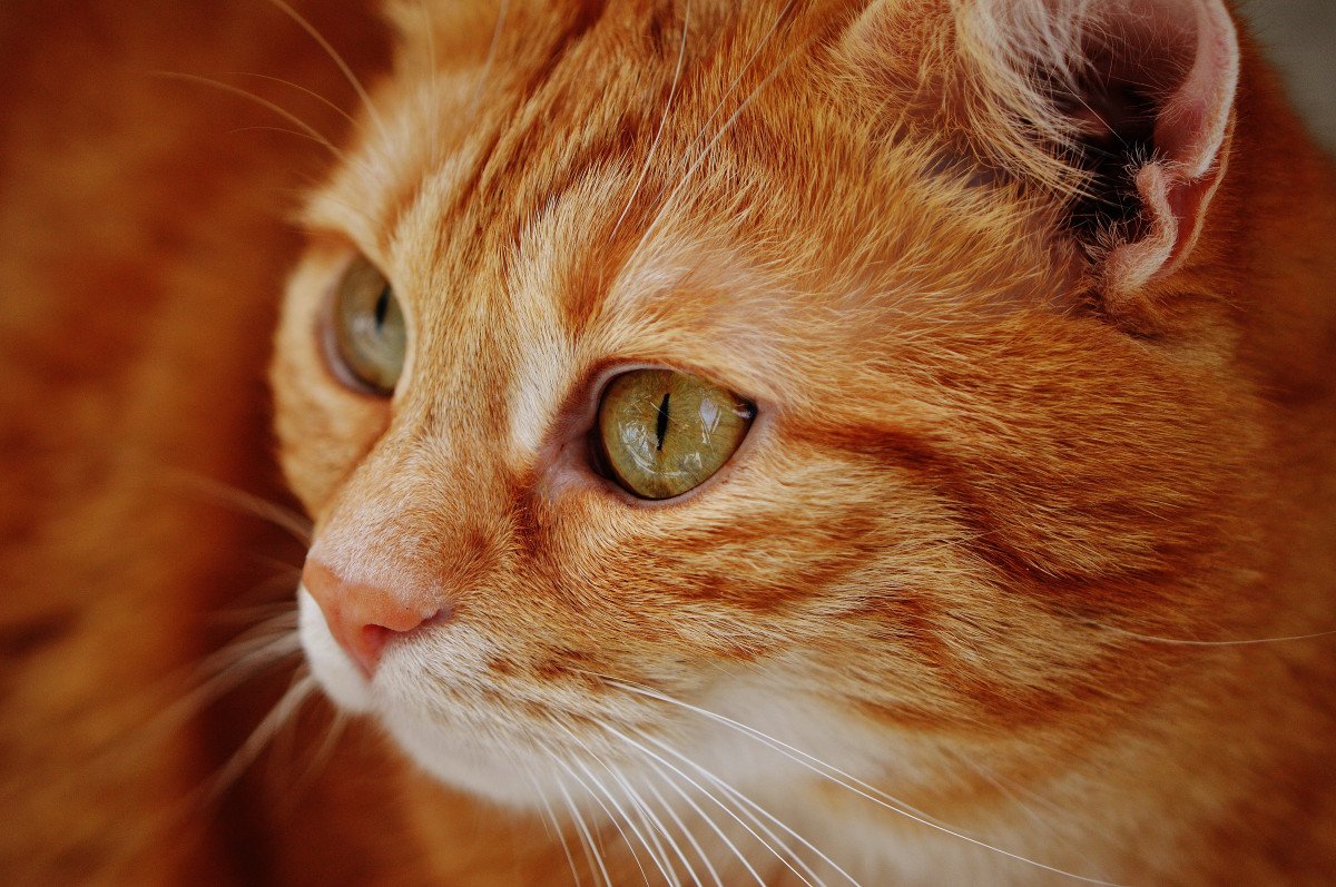 Рыжий кот с зелеными глазами