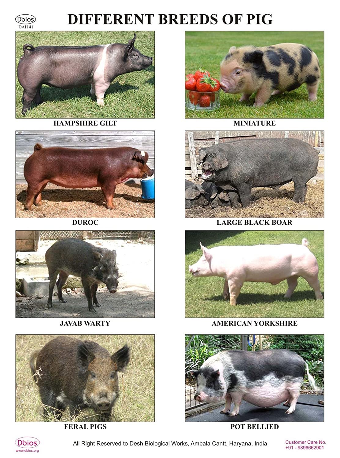 Какие виды свиней. Породы свиней. Породы домашних свиней. Породы свиней их названия. Местная порода поросят.
