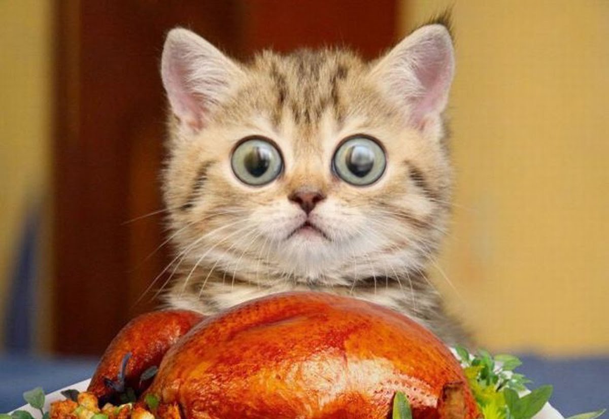 Удивленный кот