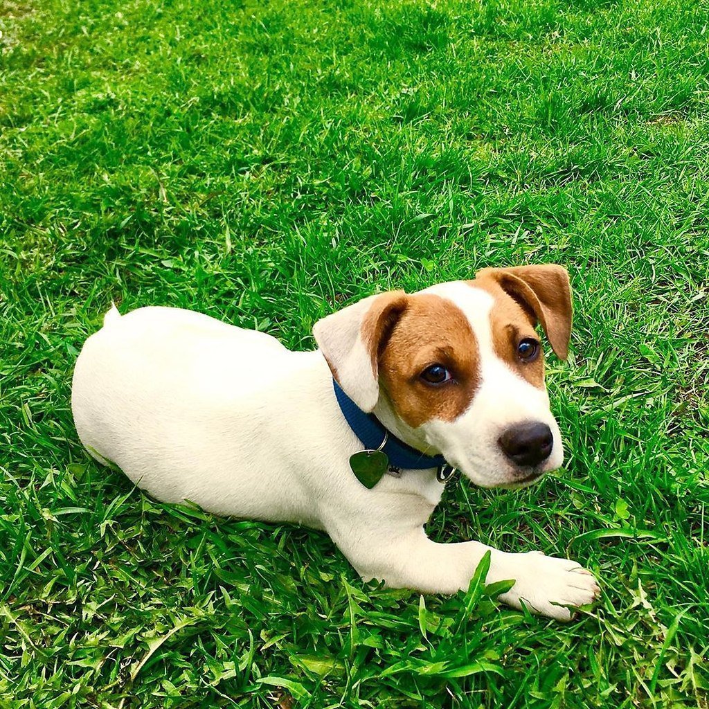 Джек-Рассел-терьер жесткошерстный