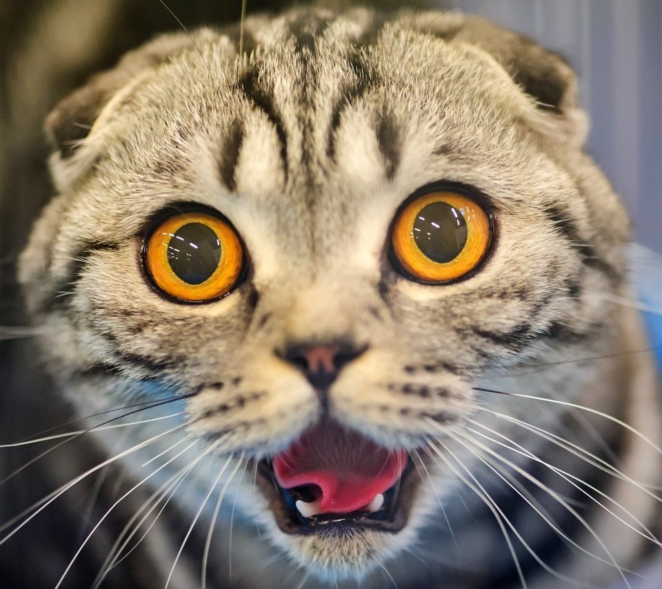 Смешная морда кота