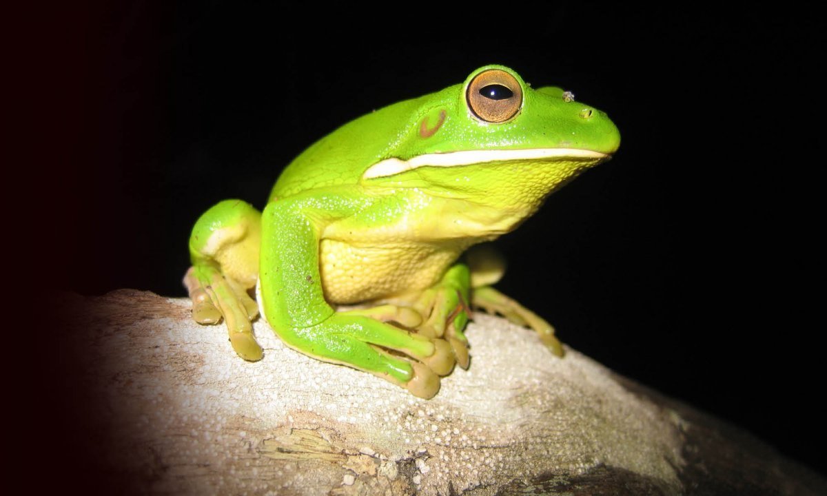 Изумрудная квакша