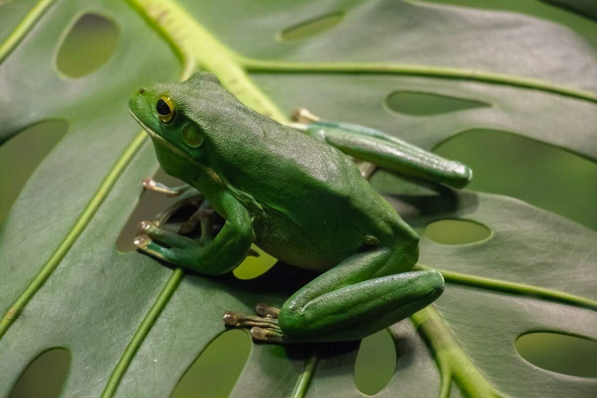Салатовая лягушка