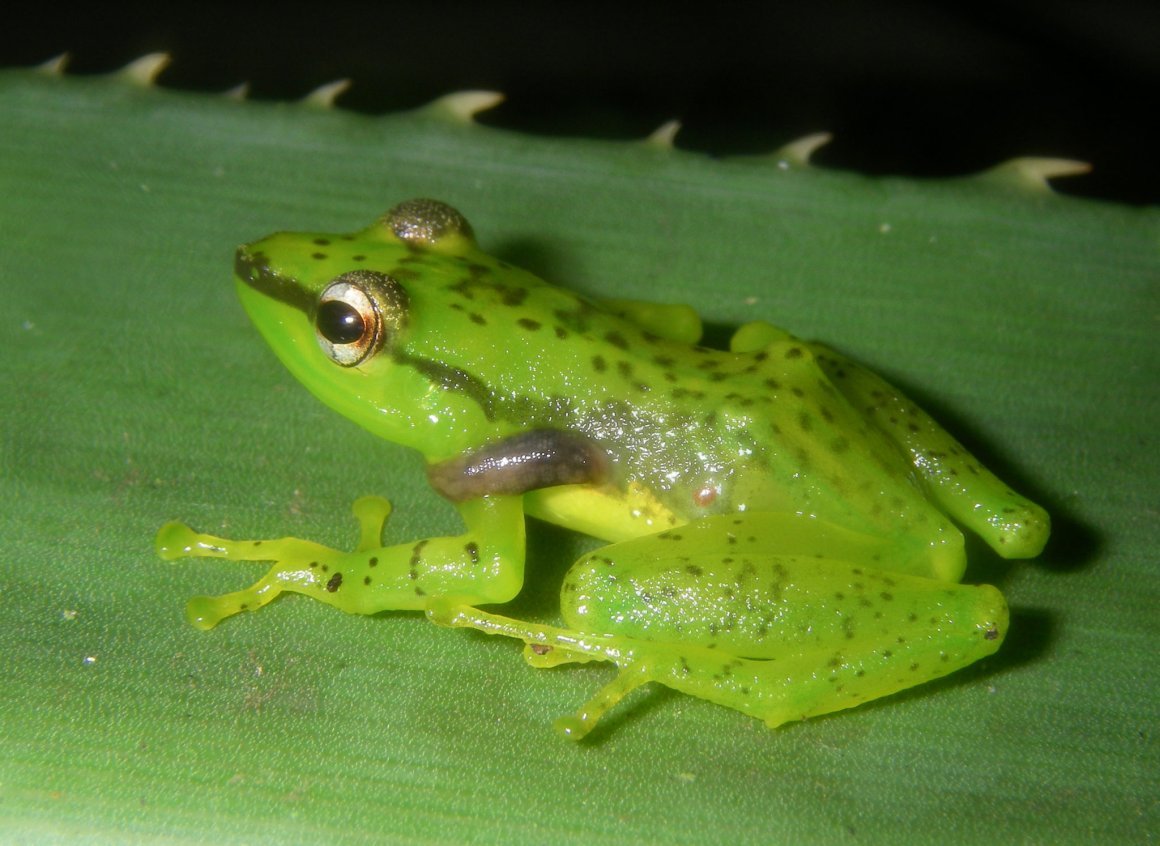 Радужные лягушки