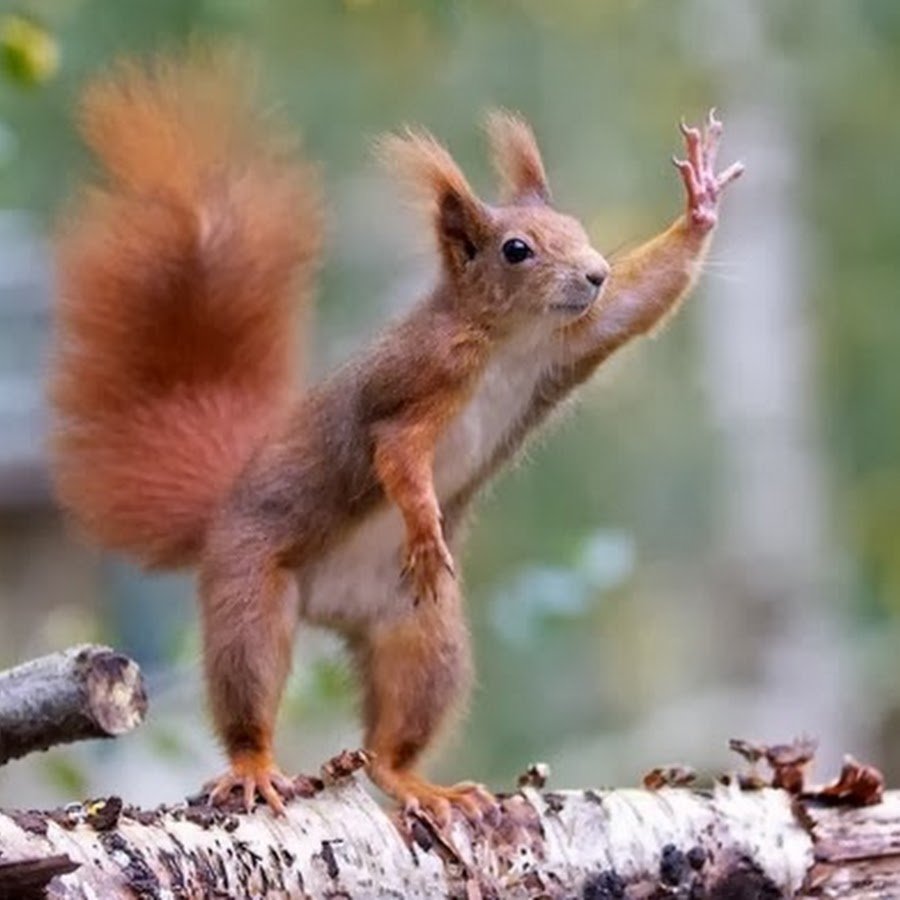 Белка лапки вперед