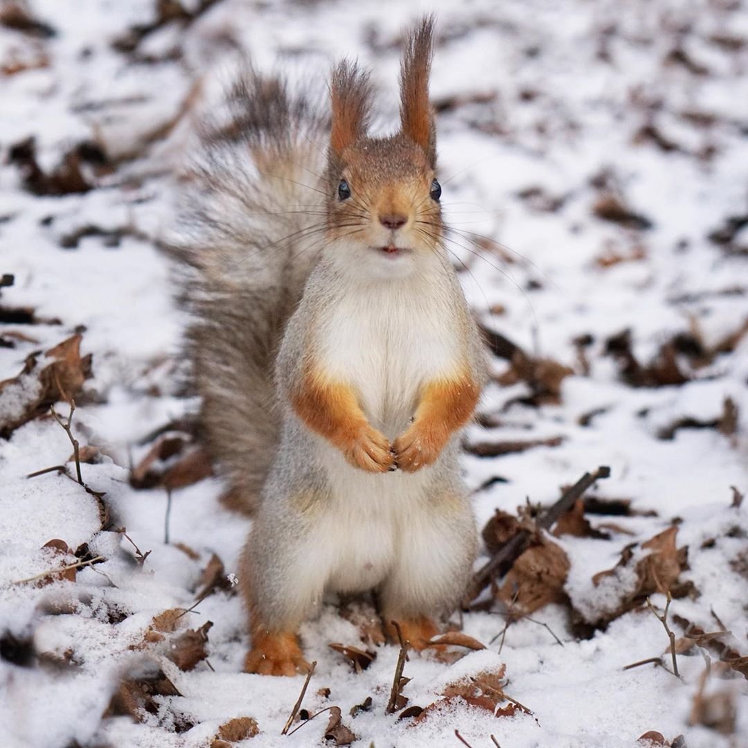 Белка на задних лапах