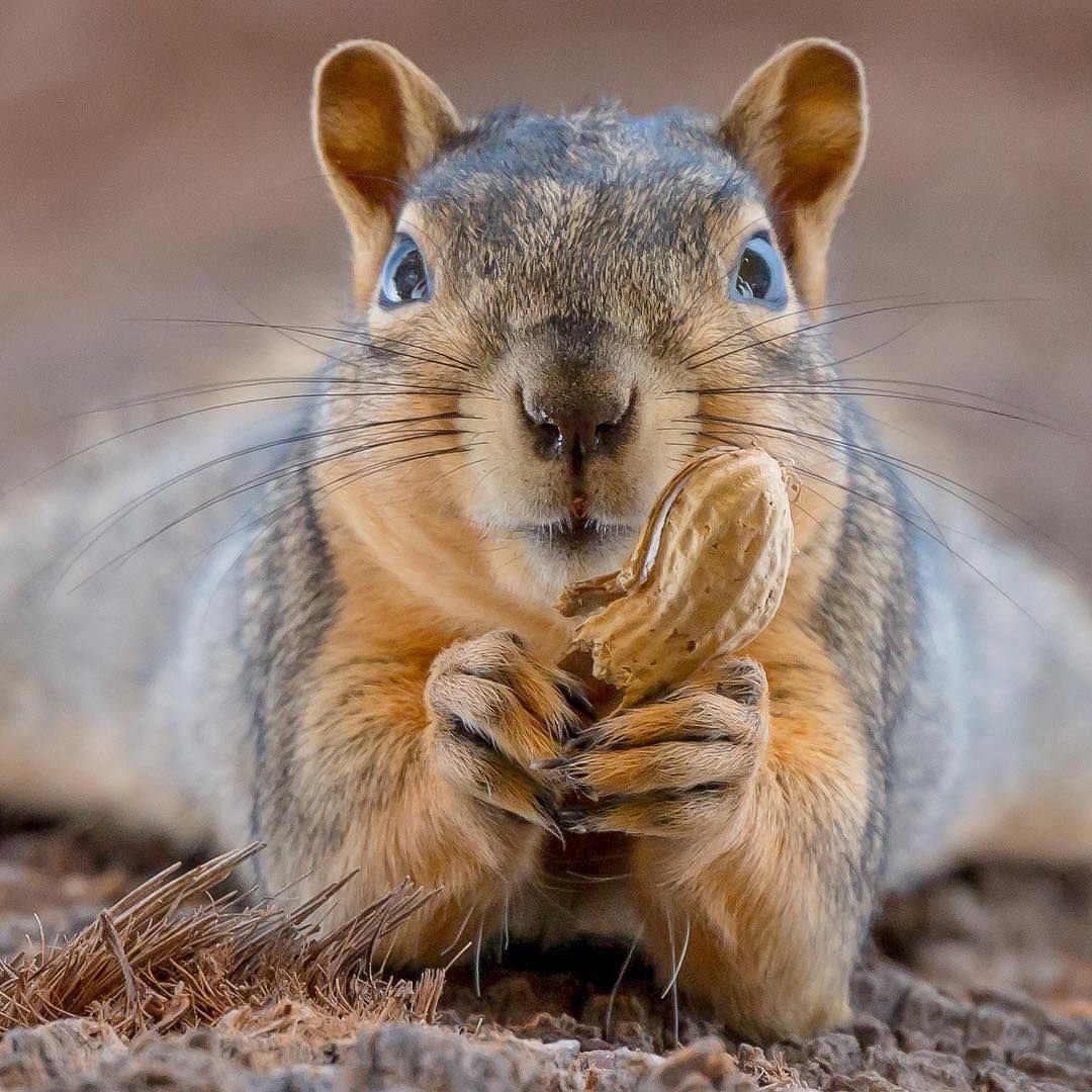 Приятная белка