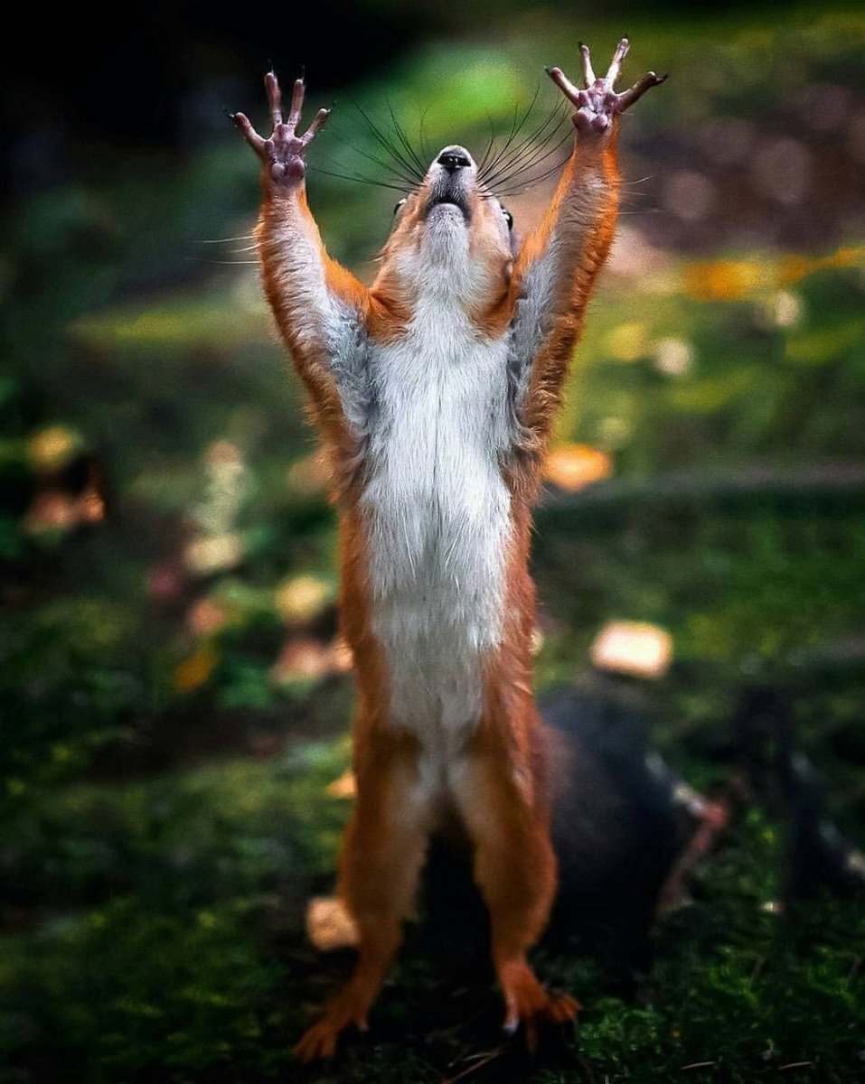 Лапки белки