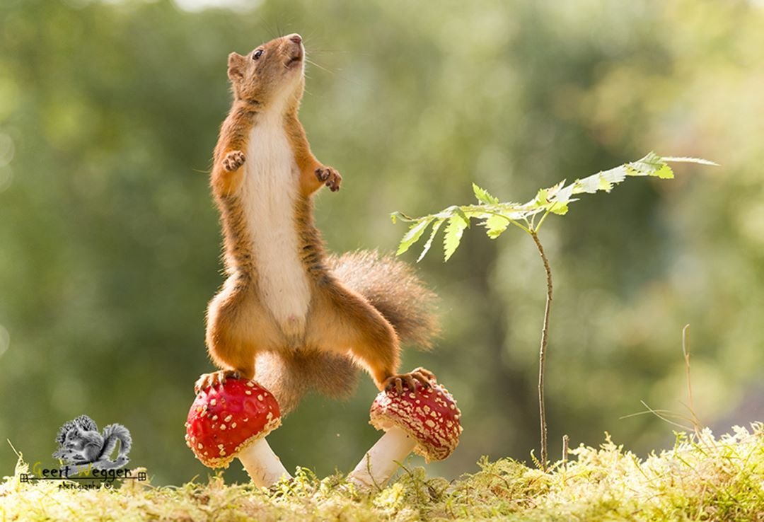 Летающие белки смешные