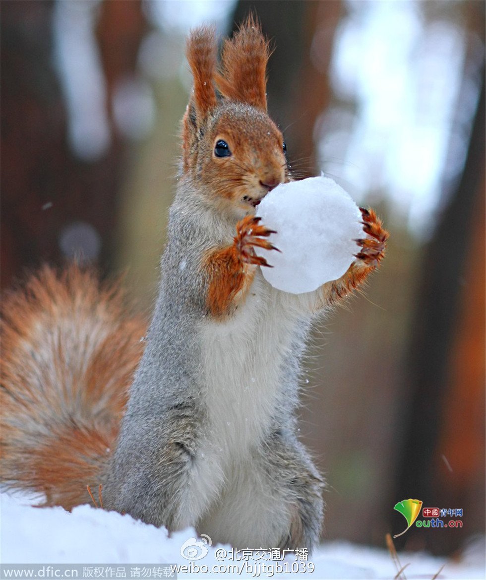 Звери зимой