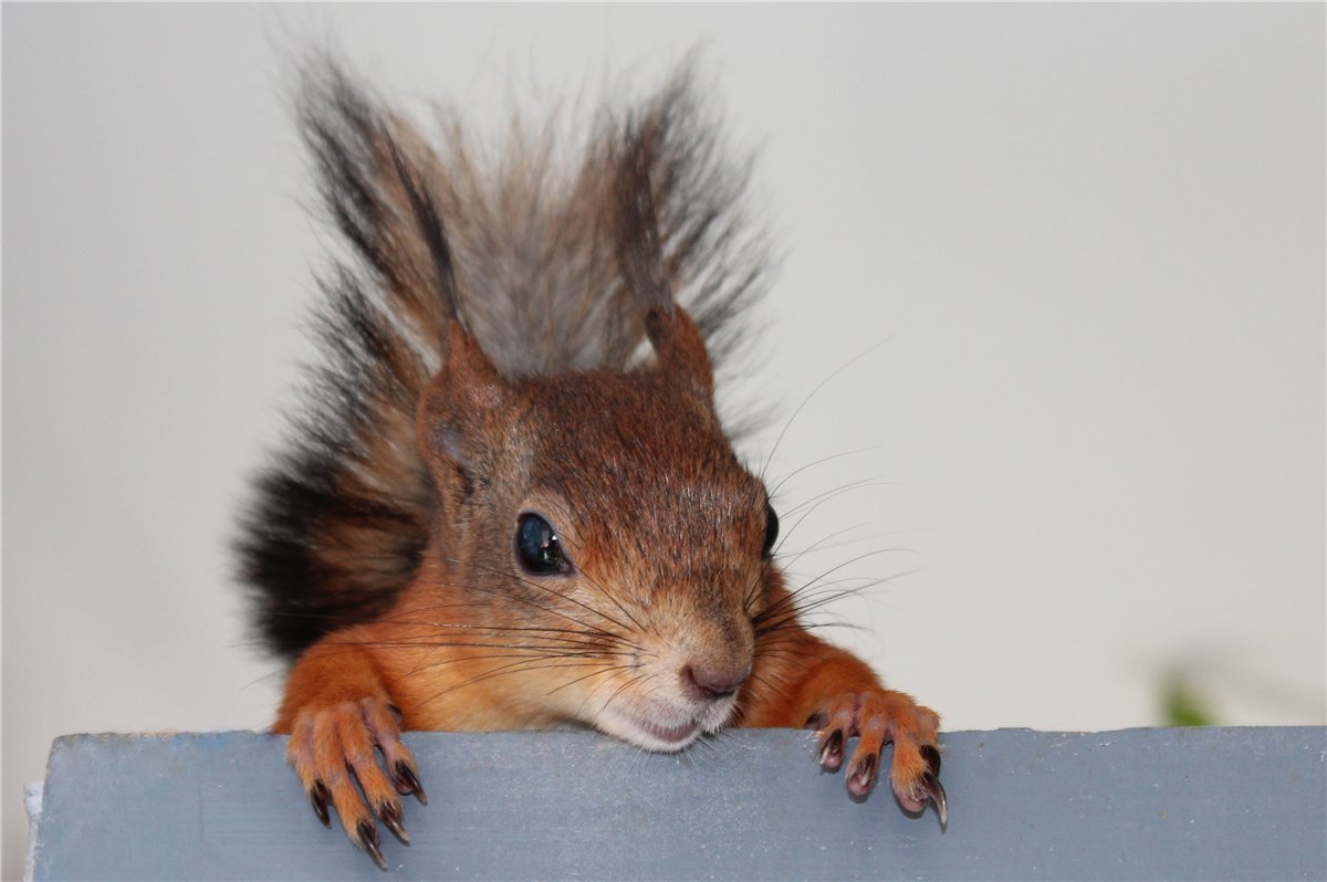 Белка когти