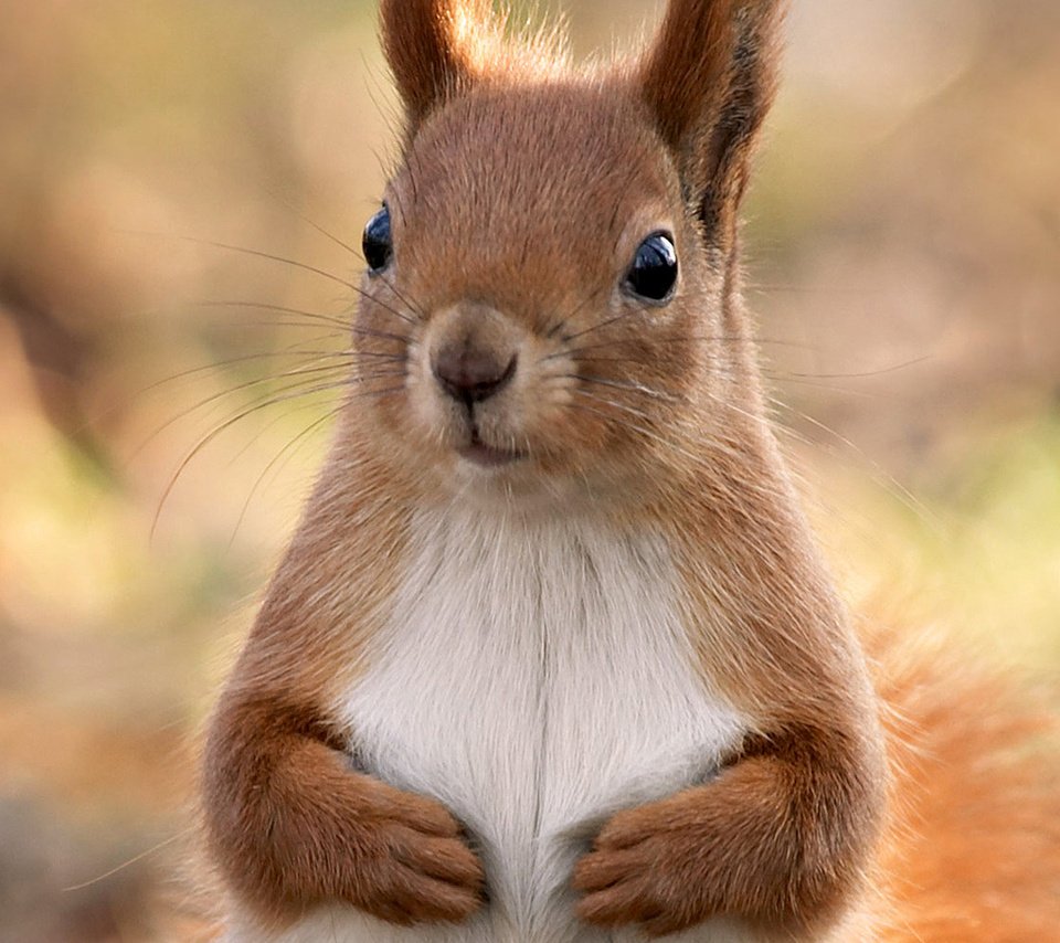 Морда белки