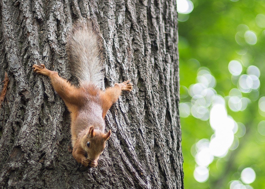 Белка на дереве
