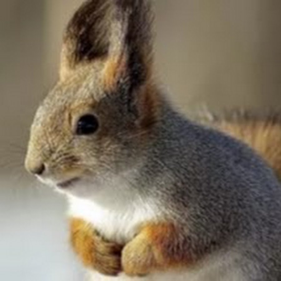 Природа с животными