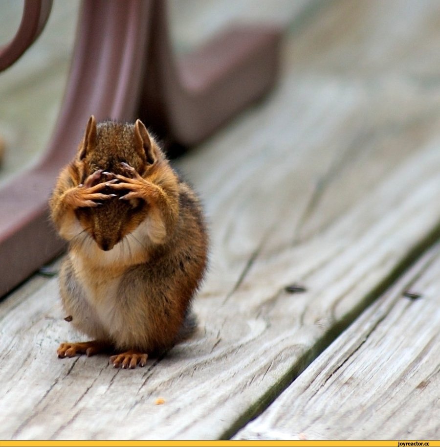 Кролик на руках