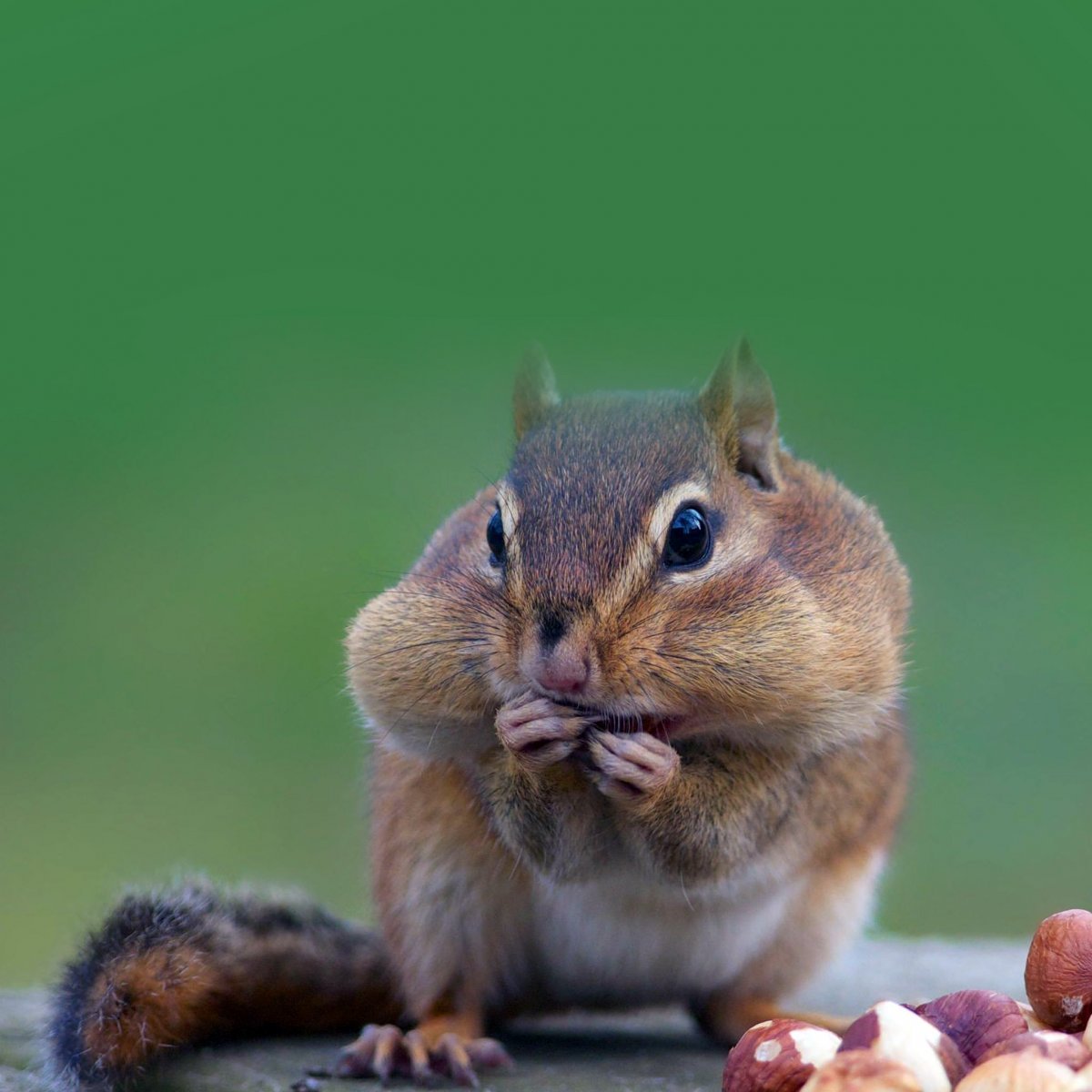 Белка лежит на спине