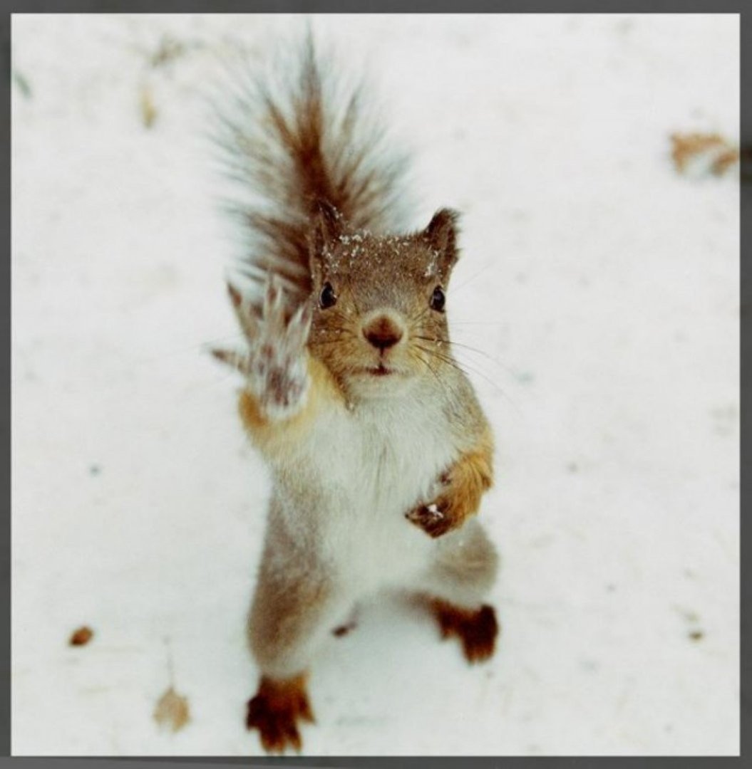 Зимние белочки Вадим Трунов