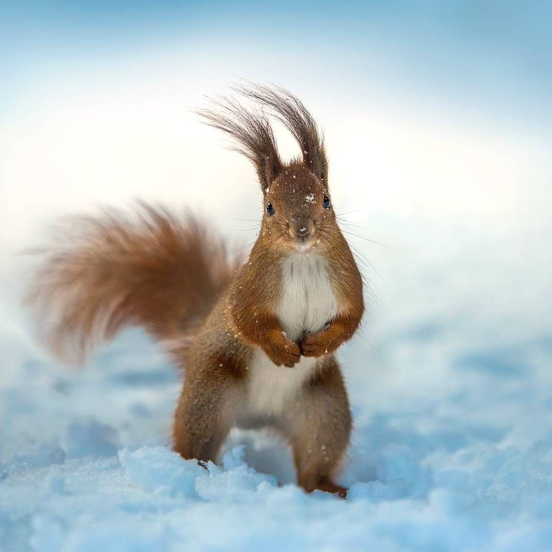 Гламурная белка