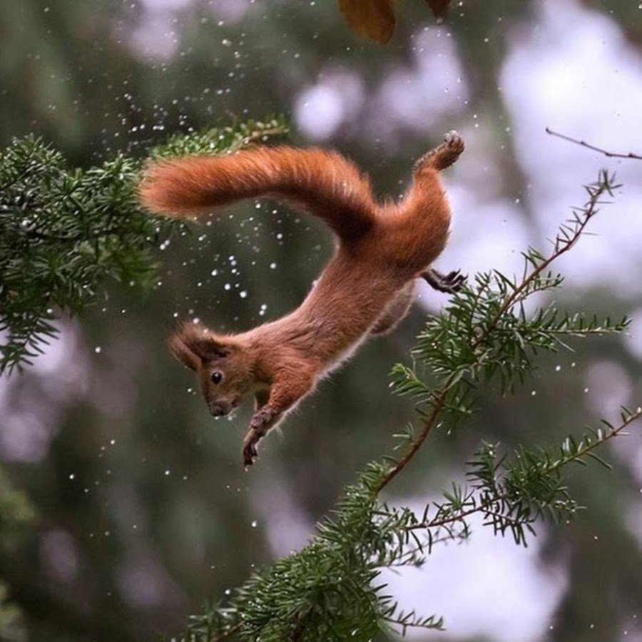 Белки домашние животные