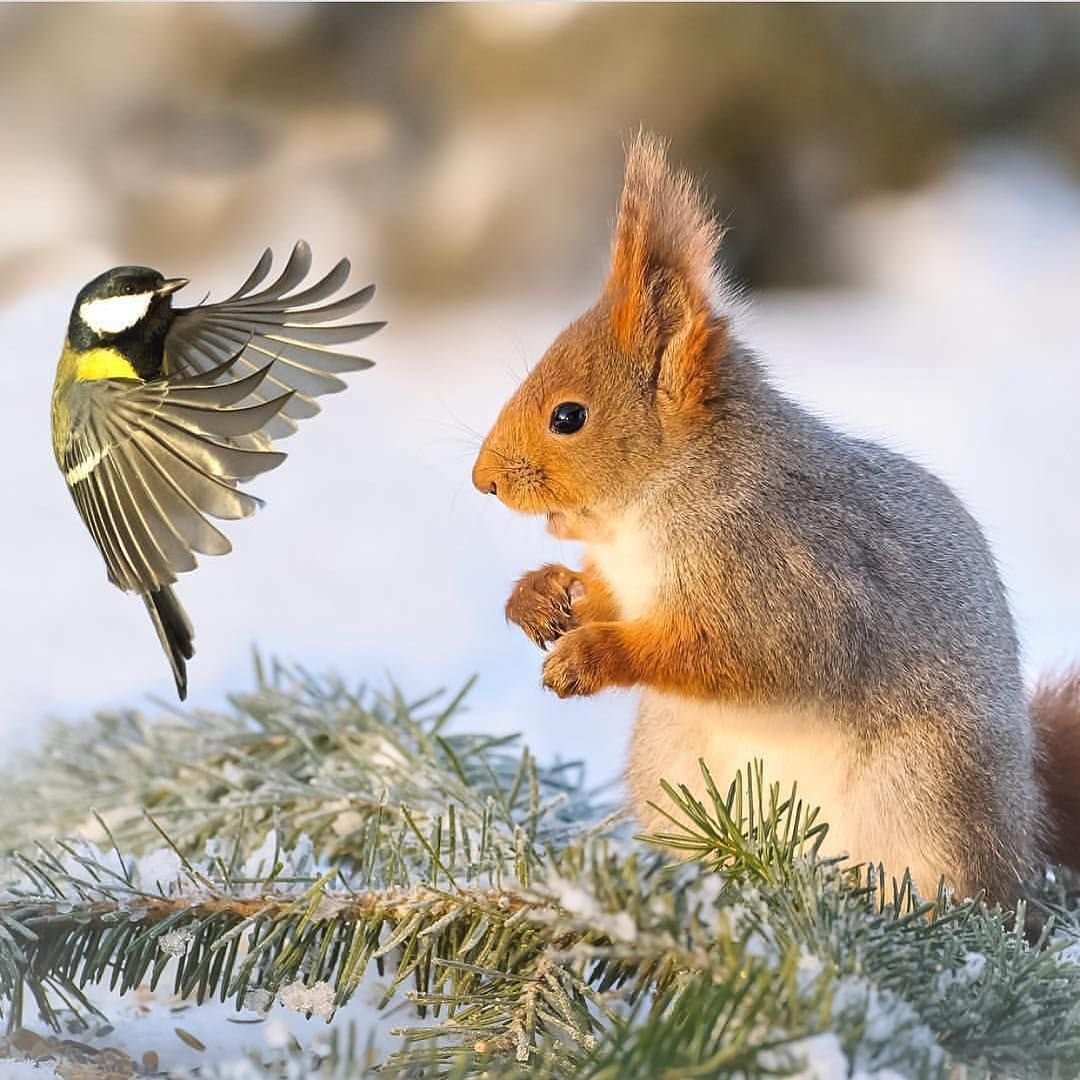 Гирт Вегген беличьи желания