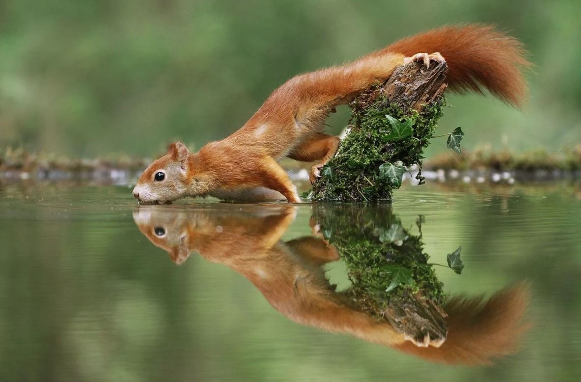 Лапки белочки