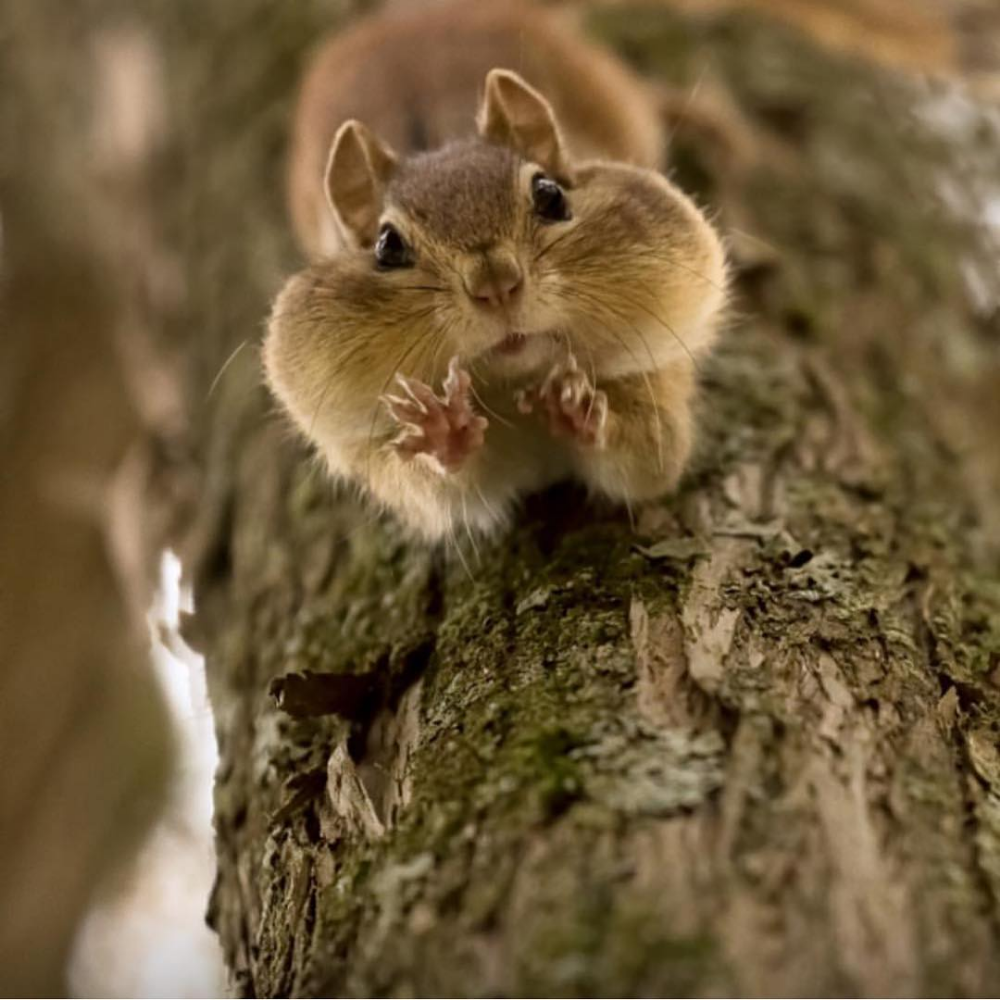 Красивый бурундук