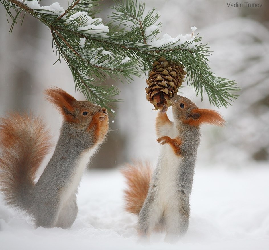 Деревщикова куклы